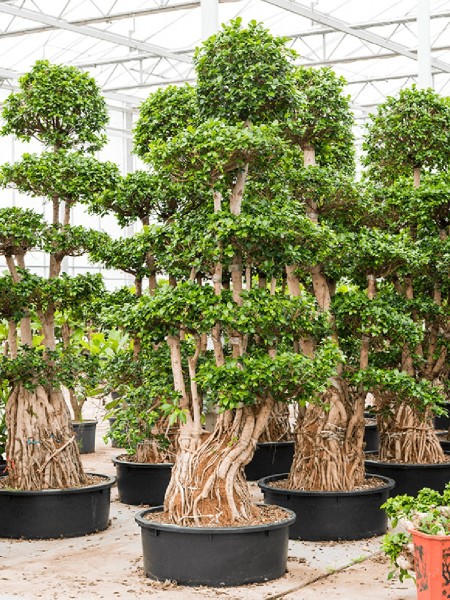 Ficus microcarpa compacta - Bonsai