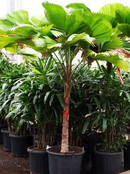 Licuala grandis 230 cm - Strahlenpalme
