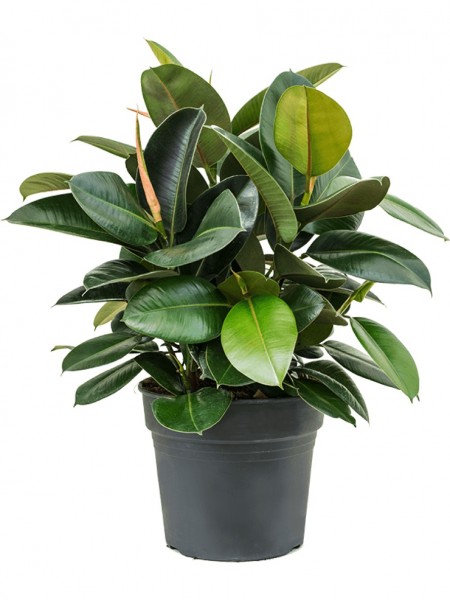 Ficus robusta - Busch