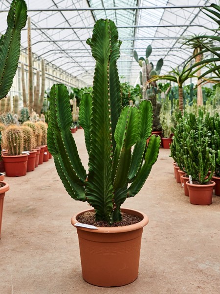 Euphorbia ingens 110 cm - Säulenkaktus