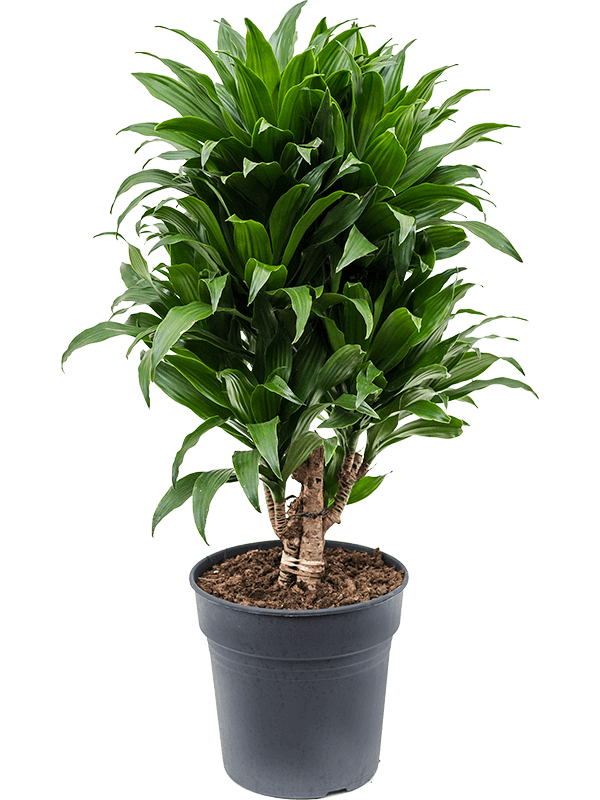 fargesia robusta wenchuan Bambou non envahissant 