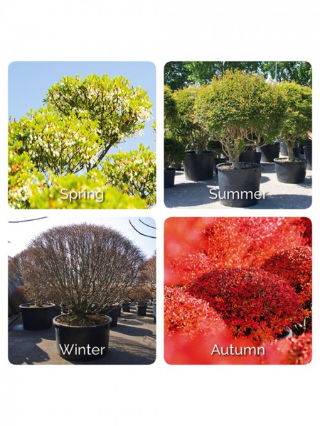 Enkianthus perulatus Kugel