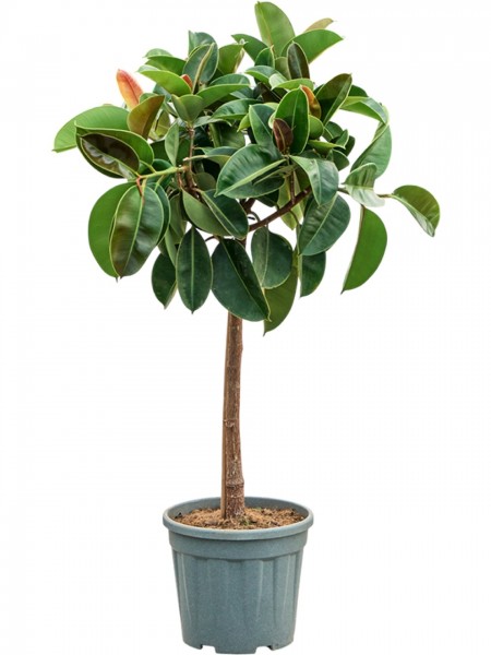Ficus elastica robusta - Gummibaum