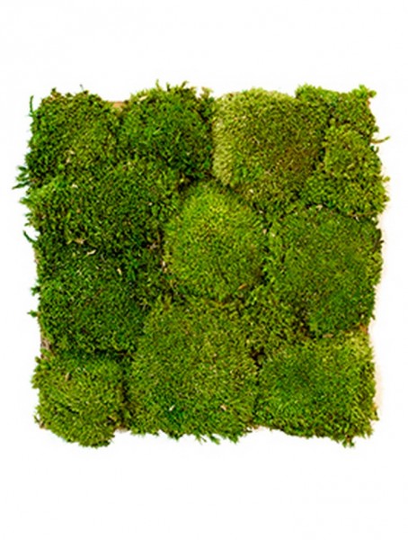 Mumifiziertes Kugelmoos für die Moosart Bilderrahmen