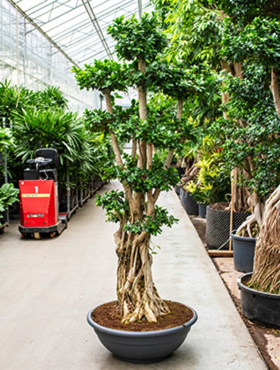 Ficus Microcarpa Compacta 230 Cm Bonsai Terrapalme Heim Und Gartenshop