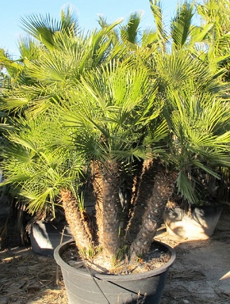 Chamaerops humillis 240 cm