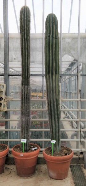 Pachycereus pringlei 280 cm