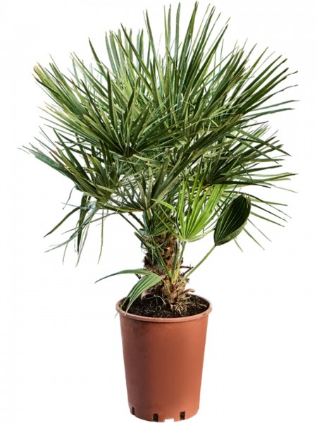 Chamaerops humilis Busch