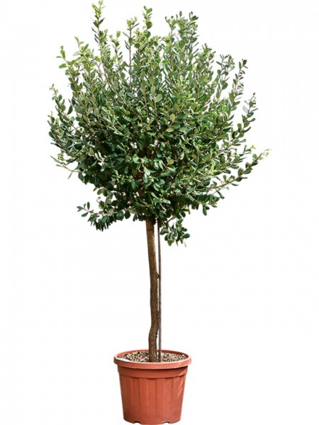 Acca sellowiana - Ananasguave