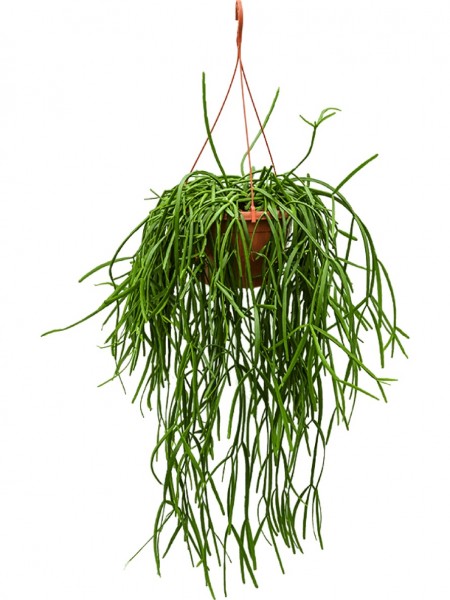 Rhipsalis trigona Ranker