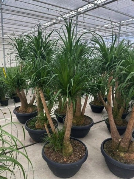 Beaucarnea recurvata verzweigt 170 cm