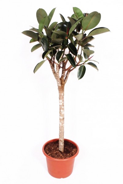 Ficus elastica burgundy - Gummibaum