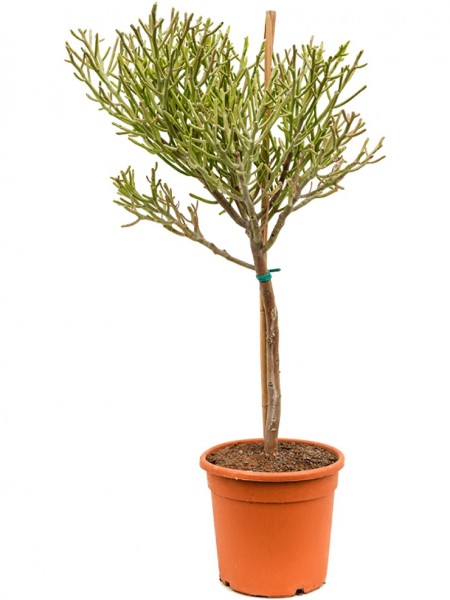 Euphorbia fiherenensis verzweigt