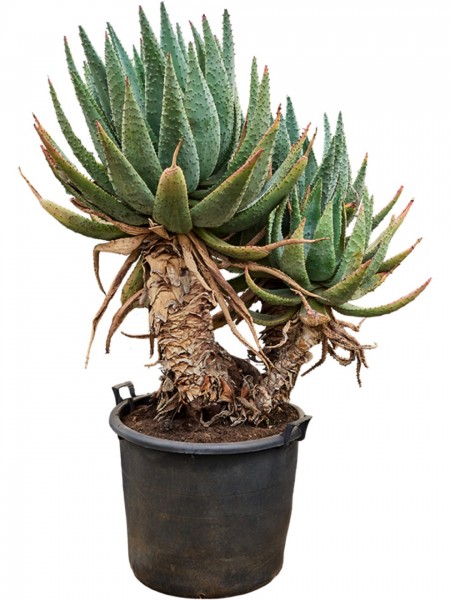 Aloe marlothii - 3er Stamm