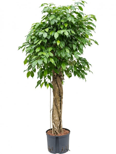 Ficus benjamina columnar - Birkenfeige Stamm extra