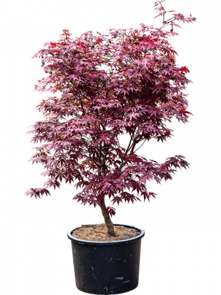Acer palmatum fire glow - japanischer Ahorn verzweigt