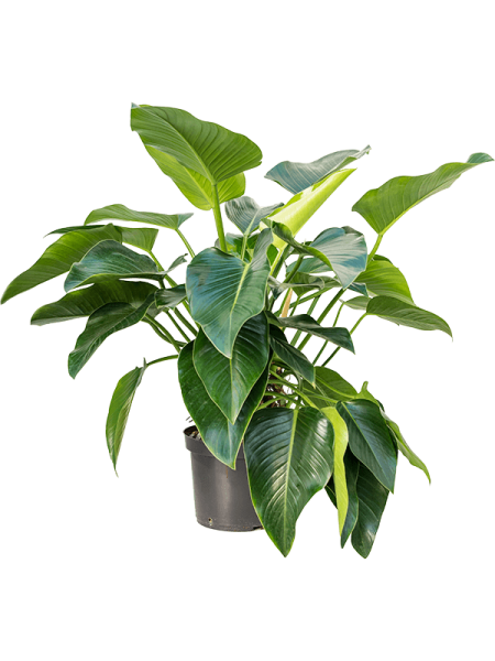 Philodendron green beauty