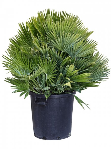 Chamaerops humilis vulcano Busch