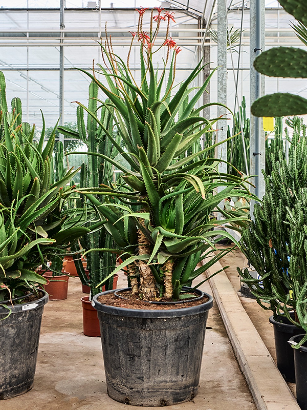 Aloe red safari - Candelabra Aloe | Terrapalme Heim- und Gartenshop