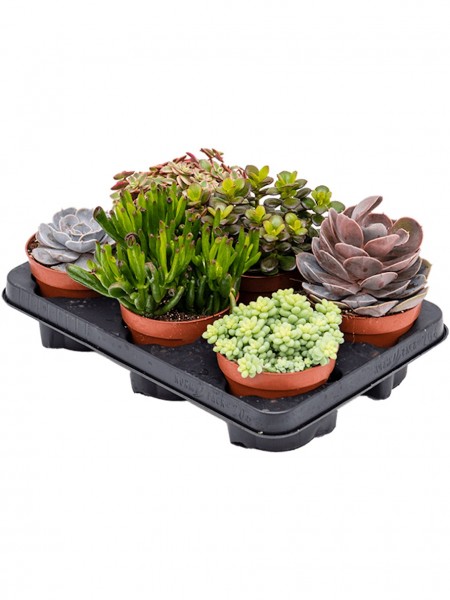 Succulenten mix 20cm - 6er Tray