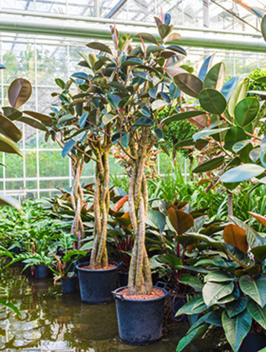 übertopf monstera Monstera deliciosa im weißen Übertopf ELHO - Monstera deliciosa main image 0