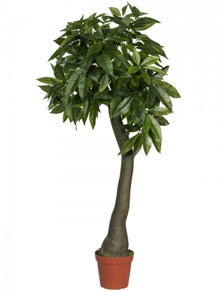 Pachira verzweigt Kunstpalme 170 cm