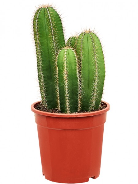 Isolatocereus dumortieri mehrstämmig