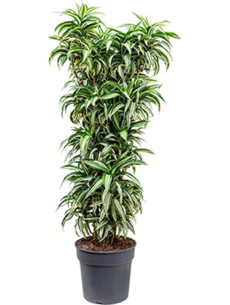 Dracaena compacta variegata - Drachenbaum verzweigt | Terrapalme Heim
