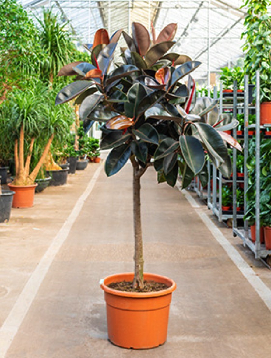 big monstera plant Monstera Deliciosa: Captivating Lush & Tropical Elegance – Ed's Plant Shop main image 1