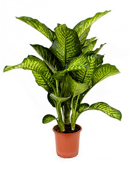 Dieffenbachia seguine maroba
