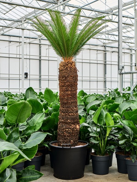 Cycas revoluta 170 cm - Palmfarn
