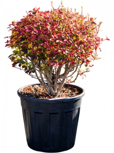 Enkianthus perulatus Kugel