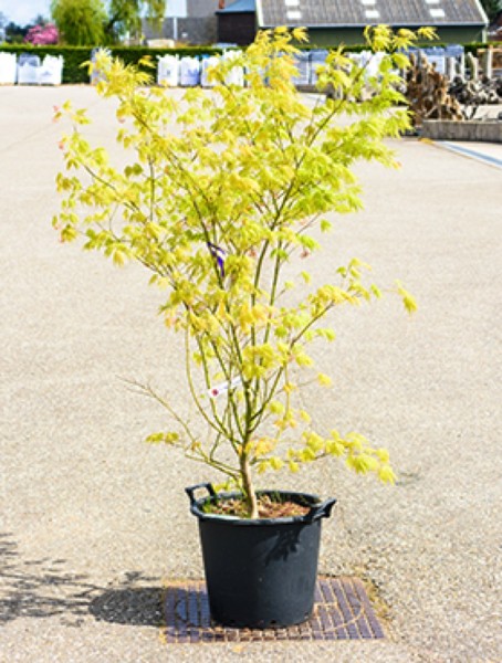 Acer palmatum kogane nishiki