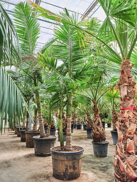 Archontophoenix alexandrae 2er Stamm