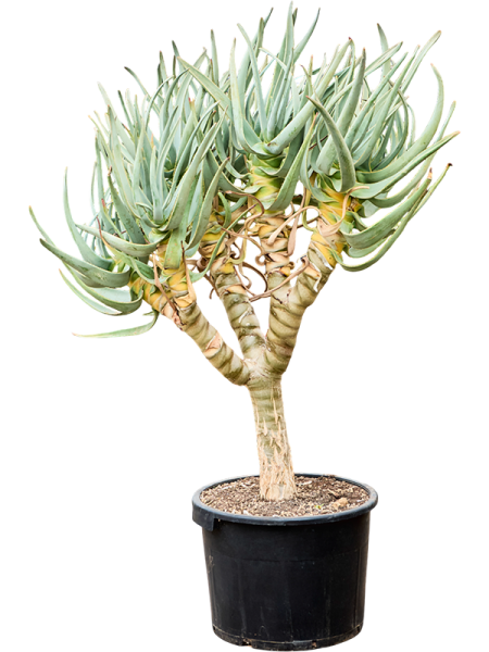 Aloe dichotoma verzweigt 140 cm