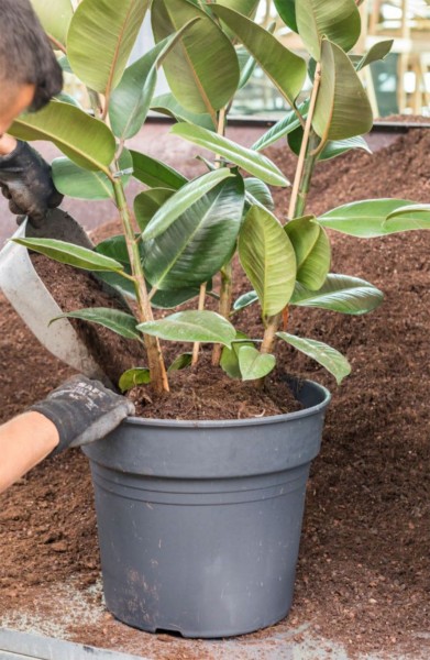 Servicepauschale für Erdbepflanzung