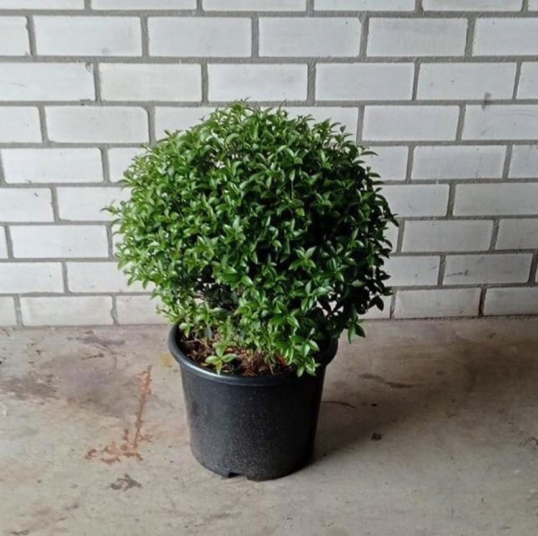 Osmanthus burkwoodii - Kugelform
