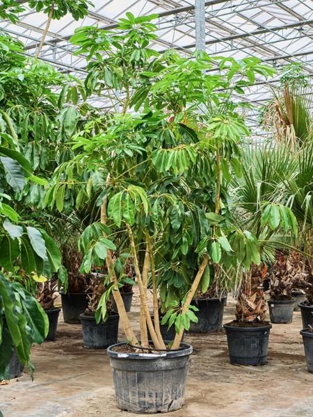 Schefflera actinophylla amate - Paraplupflanze 275 cm