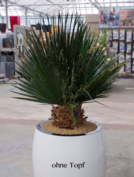 Washingtonia Mumienpalme 90 cm