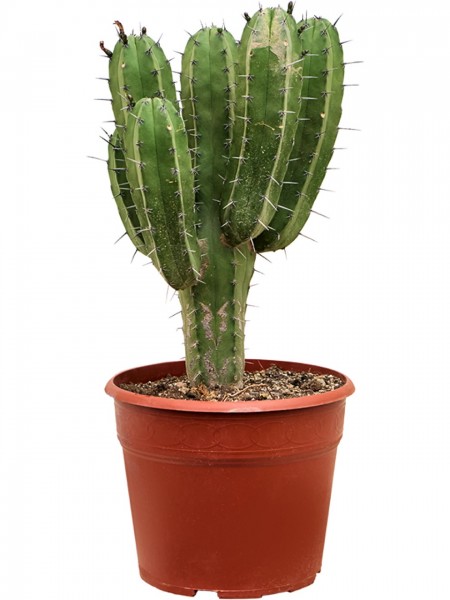 Polaskia Chichipe verzweigt