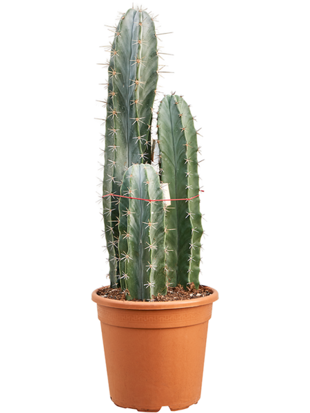 Stenocereus pruinosus