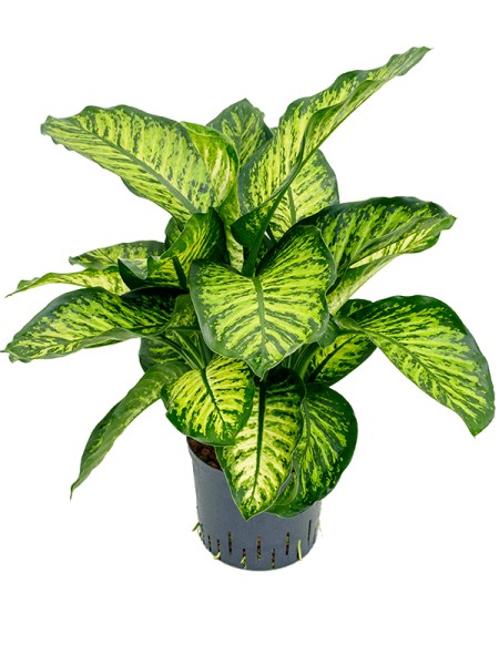 Dieffenbachia maroba