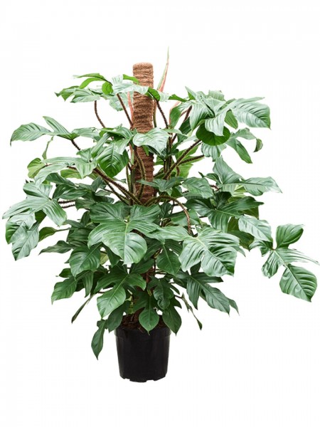 Philodendron squamiferum Säule