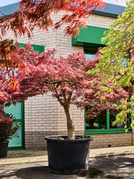 Acer pal. diss. Garnet