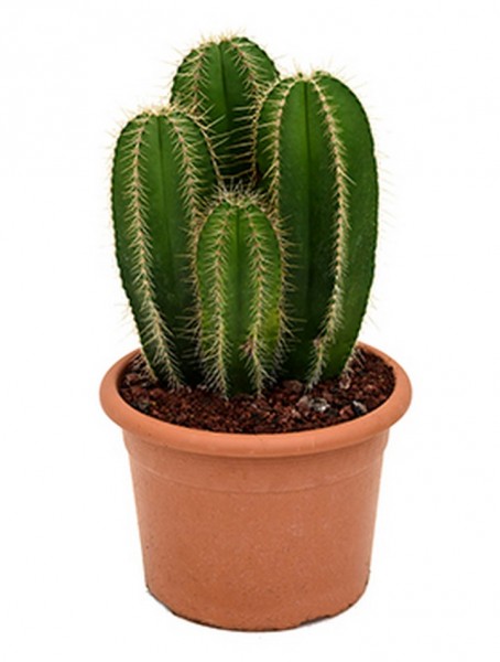 Isolatocereus dumotieri 40 cm