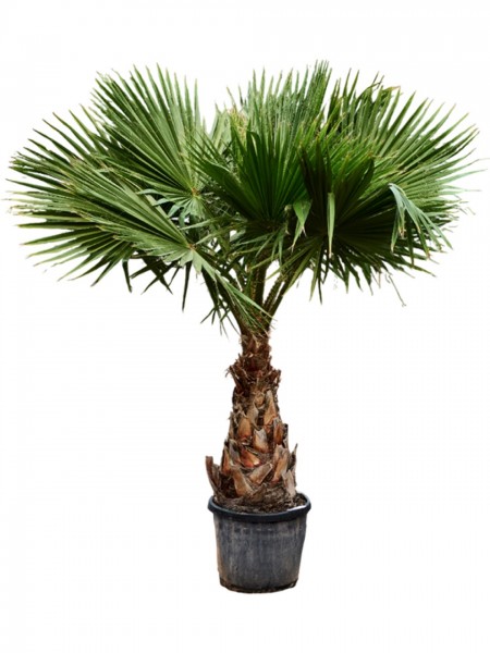Washingtonia robusta 250 cm - Mexikanische Strahlenpalme