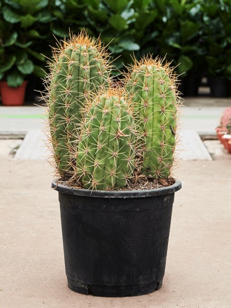 Trichocereus pasacana variegata - Mehrstämmig