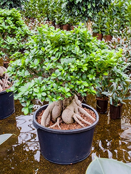 Ficus microcarpa ginseng 120 cm | Bonsai