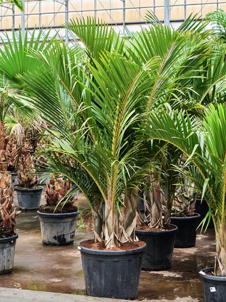 Hyophorbe verschaffeltii Multistamm 260cm
