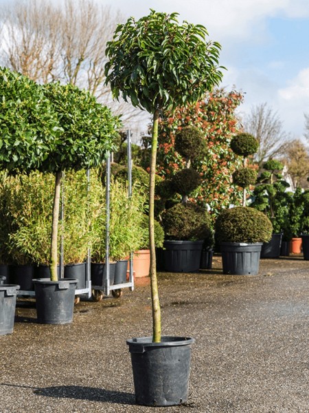 Prunus lusitanica angustifolia - Lorbeerkirschebaum